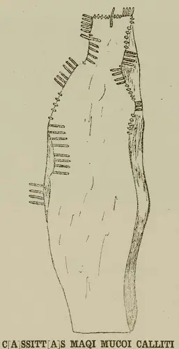 An Garrán | Garranes (I-COR-030) — image 2