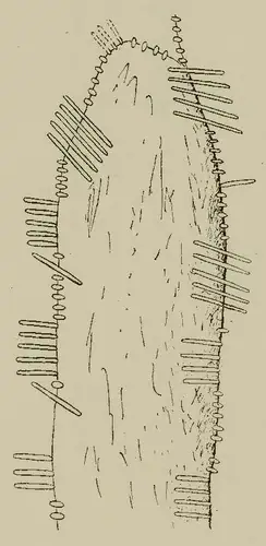 Duílis | Deelish (I-COR-055) — image 2